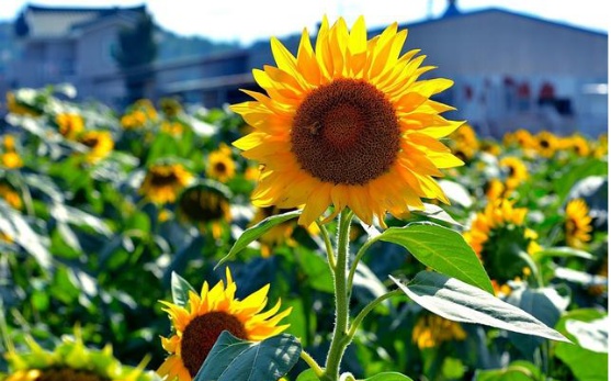 向日葵怎么养在瓶子里,向日葵怎么养啊