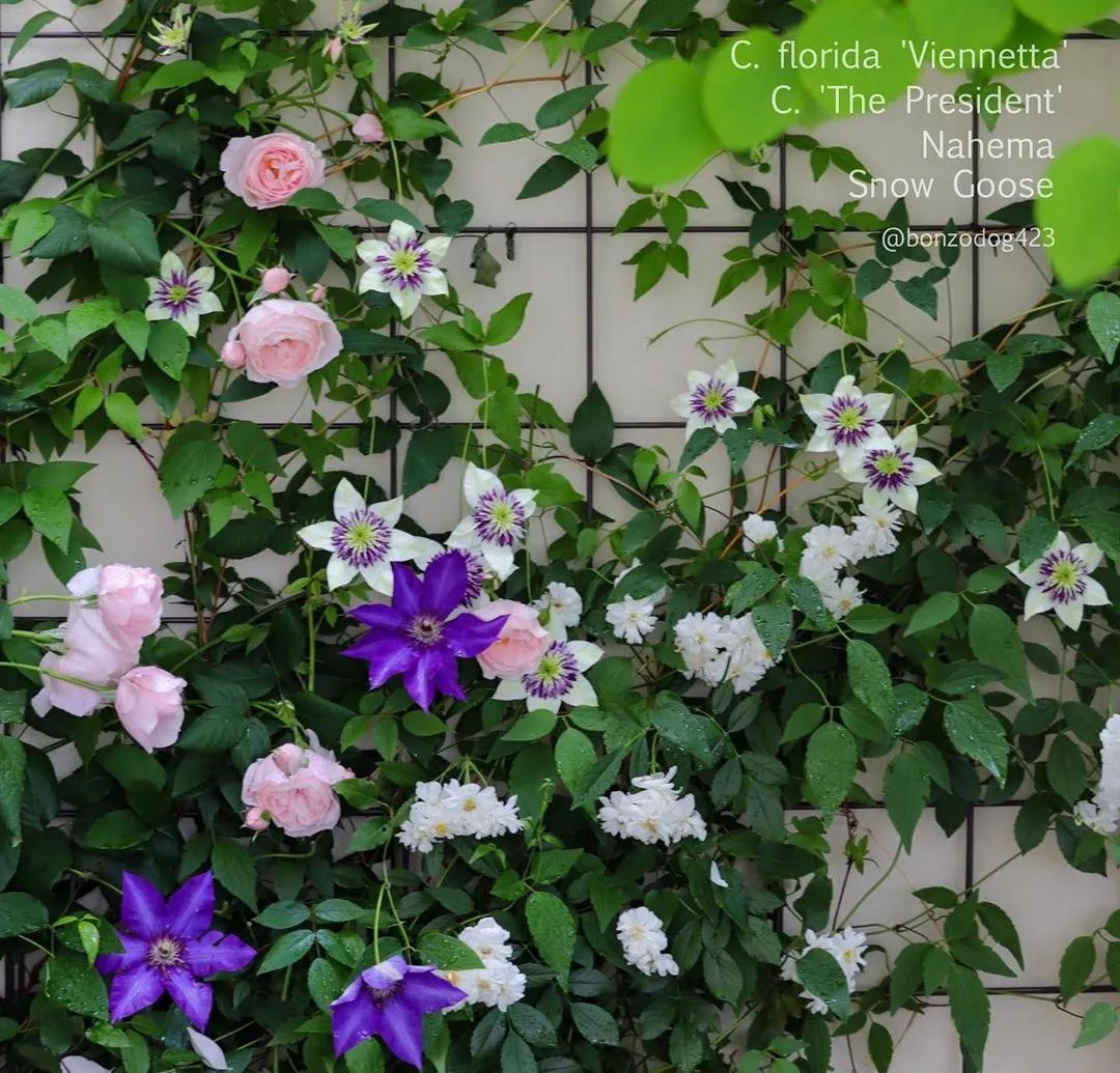 藤本植物皇后铁线莲,藤本皇后铁线莲品种