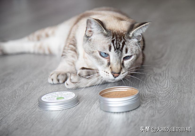 没到饭点就饿怎么回事,没到饭点肚子饿怎么办