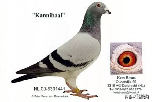波西瓦信鸽羽色,波西瓦名鸽欣赏