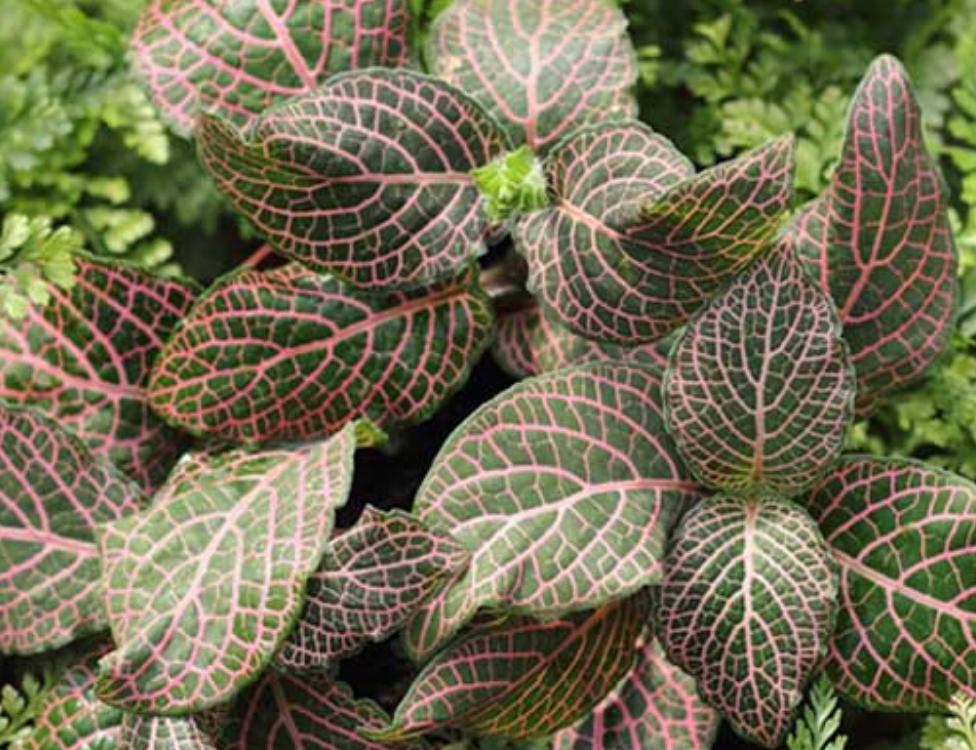 网纹草如何更鲜艳,网纹草微景观怎么打理