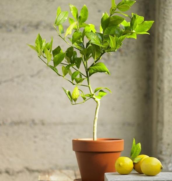 柠檬树种家里的好处,把柠檬树搬到阳光下