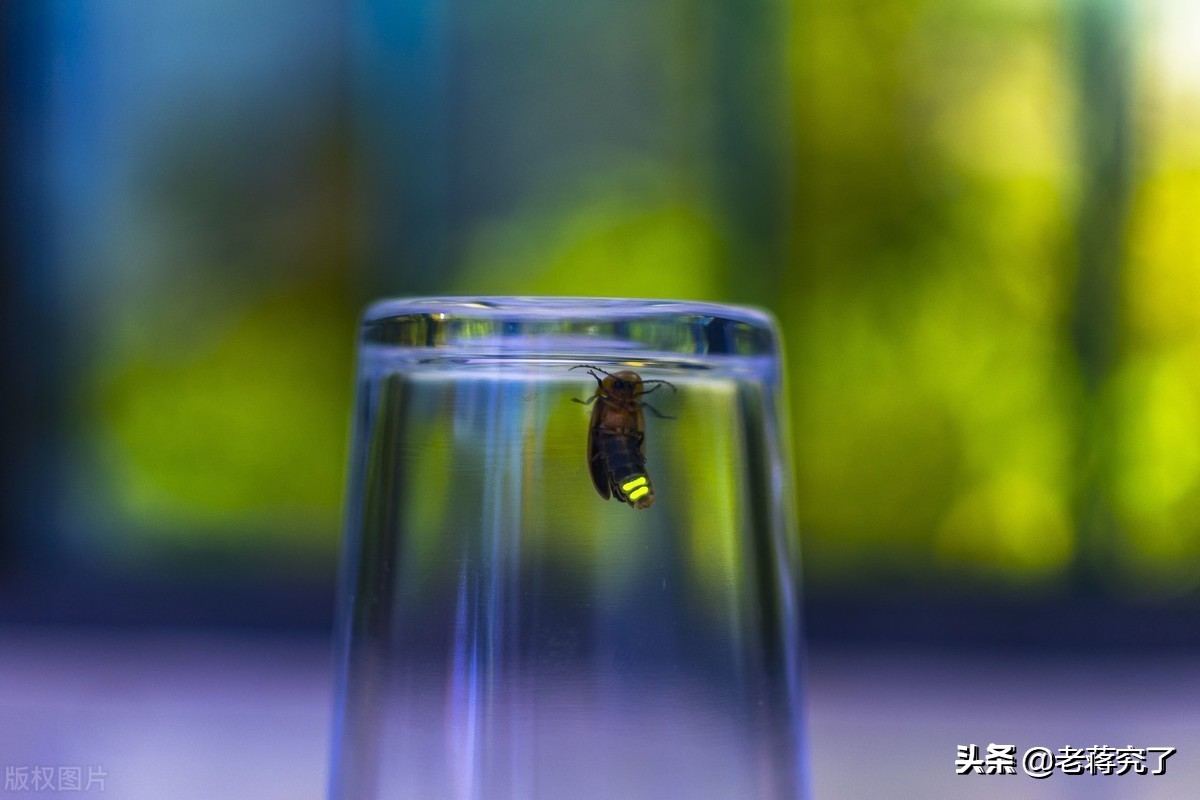 童年记忆里的萤火虫，想知道怎样让她的发光更亮更持久吗？