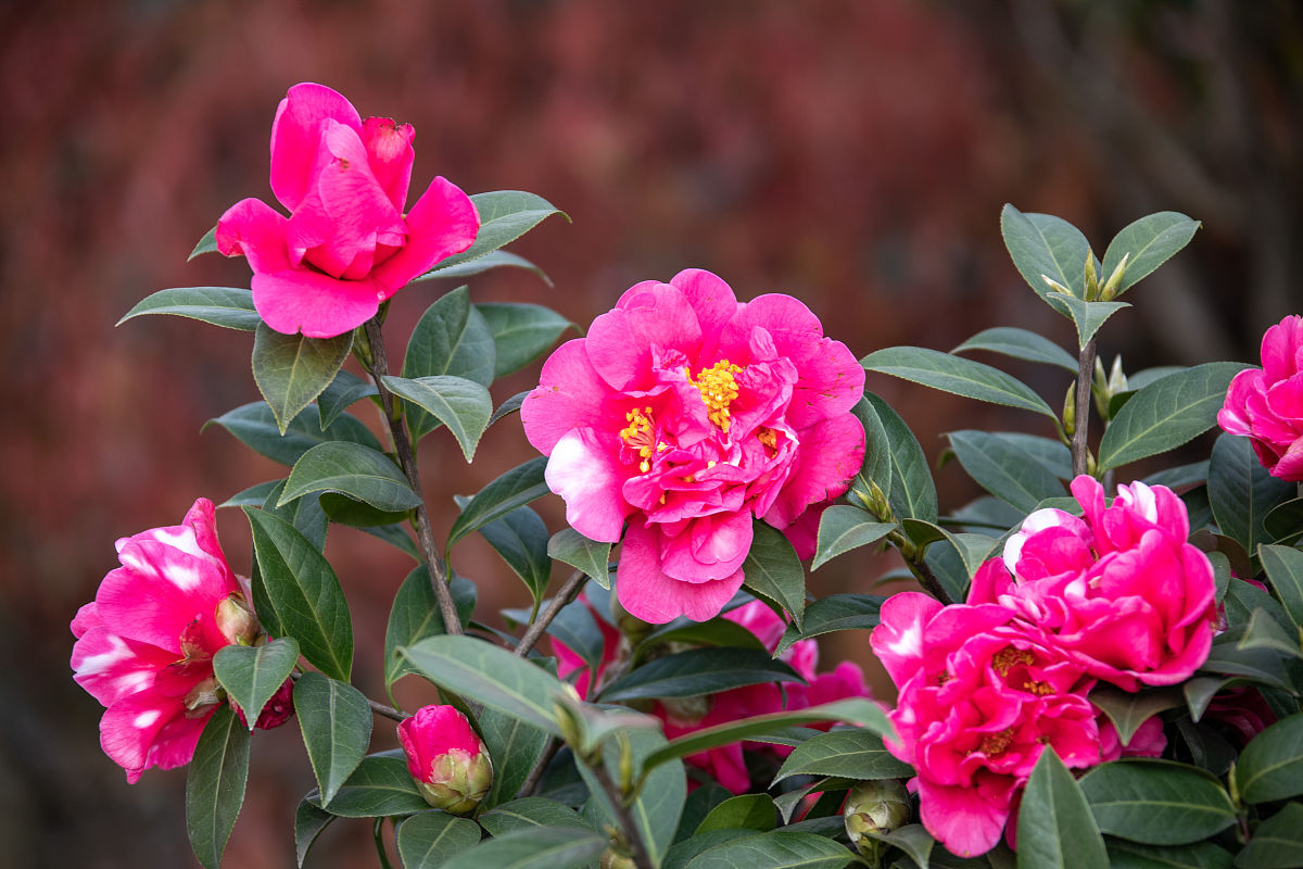 春节开花的耐寒植物,春节可以观赏的耐寒花卉