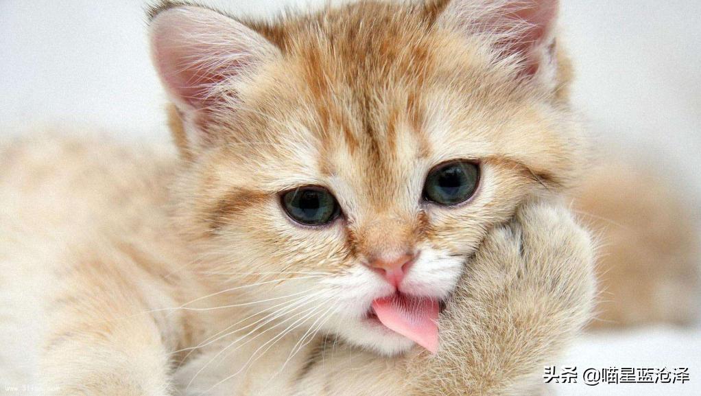 辟谣猫咪蒜瓣毛,猫咪喝纯牛奶辟谣