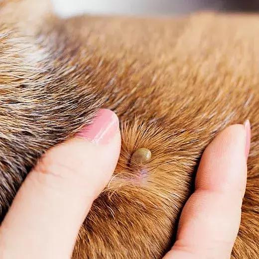 狗狗身上出红疹,原因很多速就诊