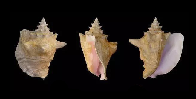 孔克珠是不是珍珠,孔克珠珍稀品种