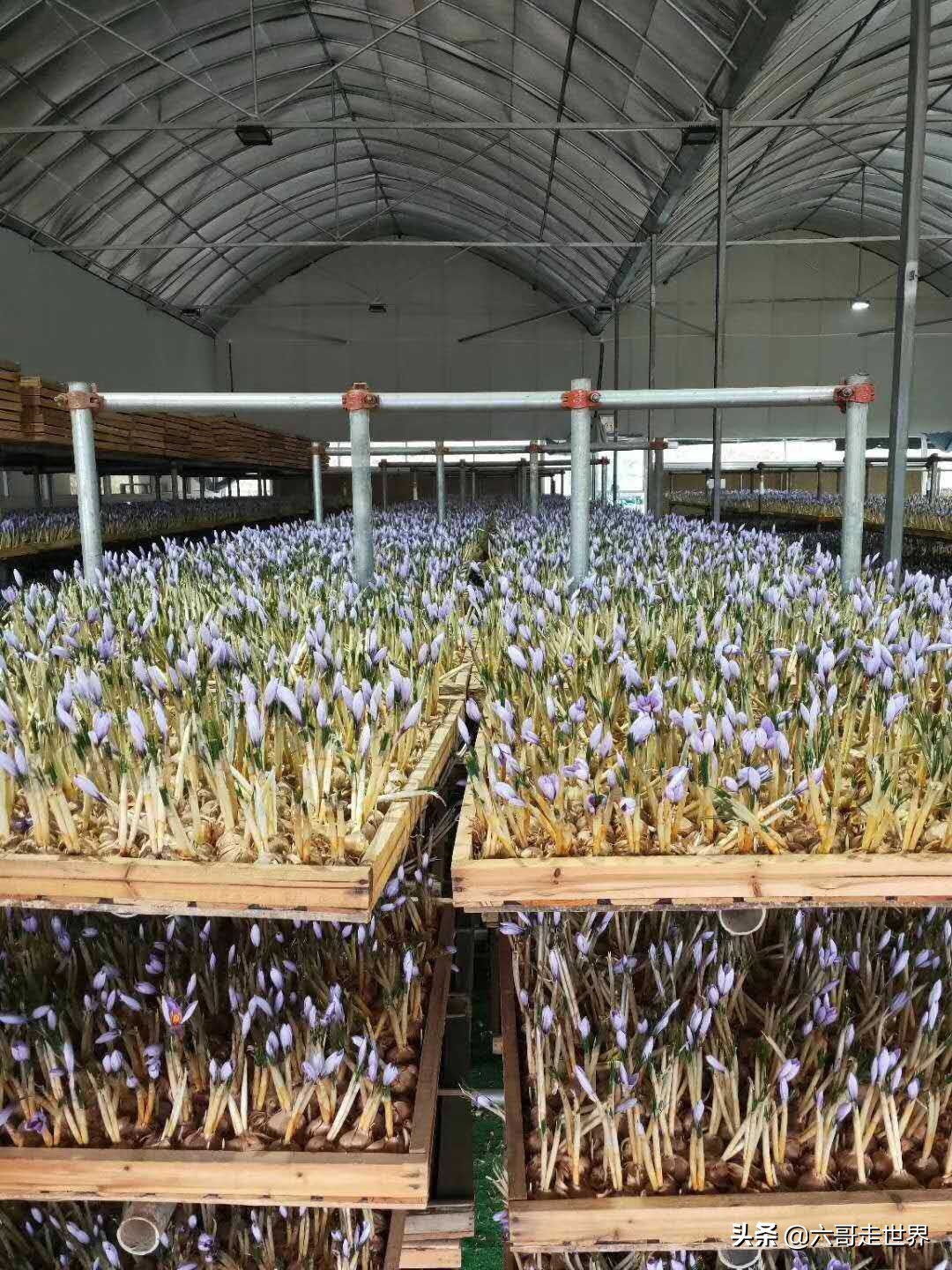 伊朗藏红花丰收季,伊朗红花采摘季