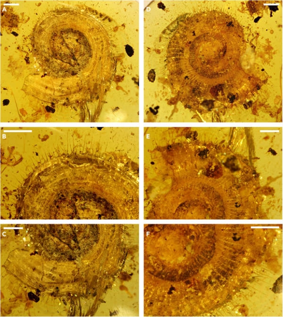 荧光绿的蜗牛,蜗牛真正的蜗牛