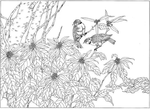 工笔花鸟白描步骤图,牡丹六尺横幅白描工笔花鸟底稿