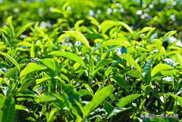 日本人来中国旅游，都会“暴买”一些什么礼物？