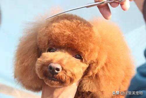 泰迪狗狗夏季如何降温,犬如何散热