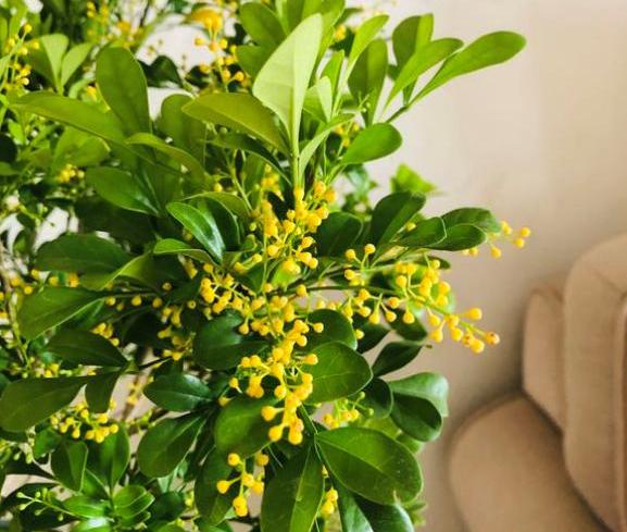 室内盆栽米兰花的养殖方法,盆栽米兰花养殖方法和技巧