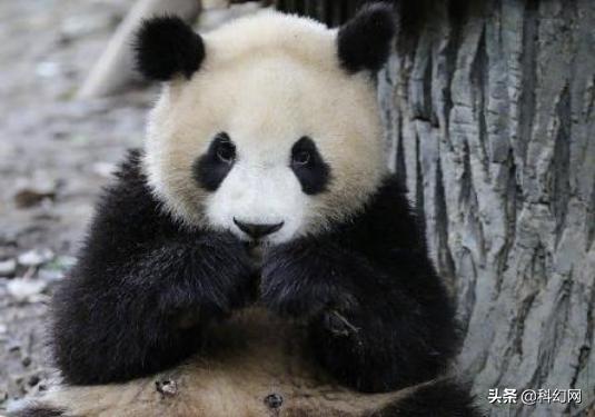 你知道你和大熊猫有什么区别吗,你以为的大熊猫是萌萌的