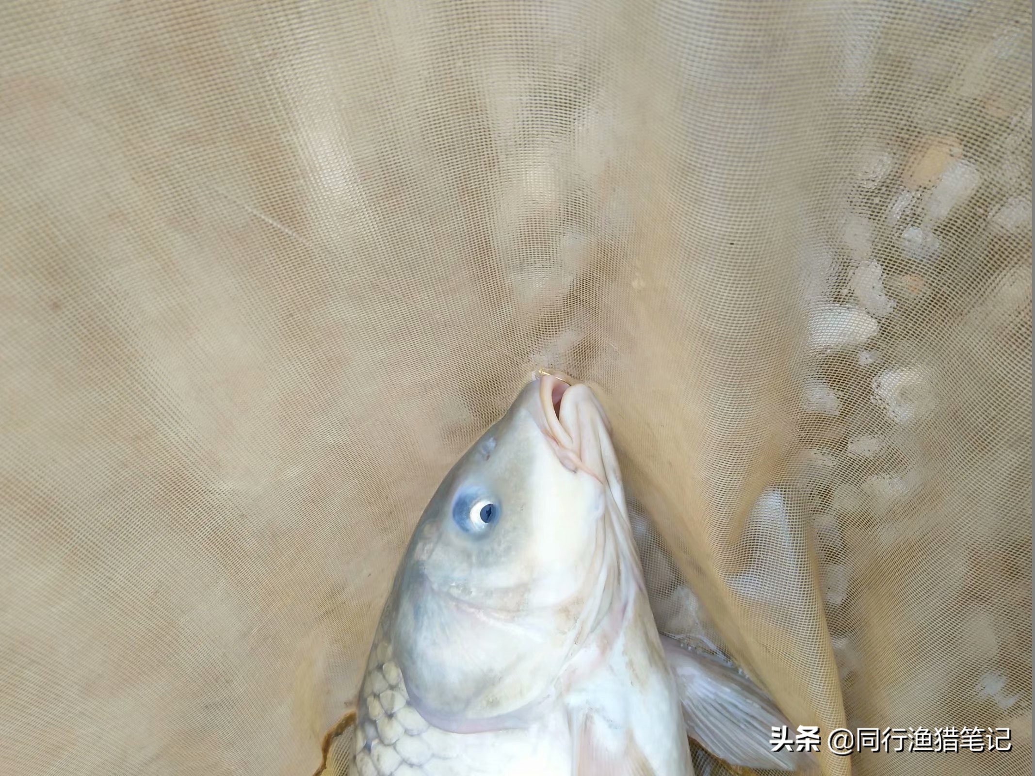 单手卸鱼小技巧,卸鱼手法教程视频