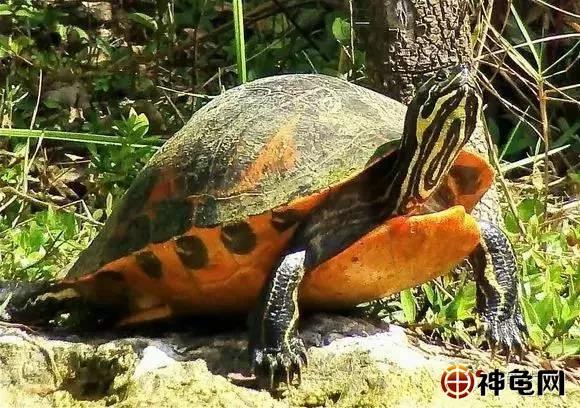 养水龟要准备什么,新手养龟的小知识