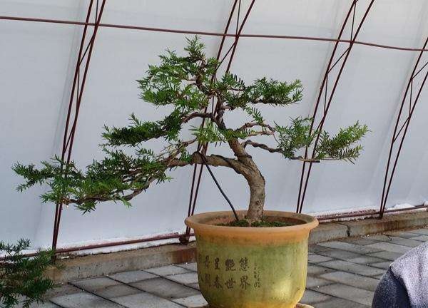 红豆杉盆景制作技巧视频,红豆杉盆景有什么造型