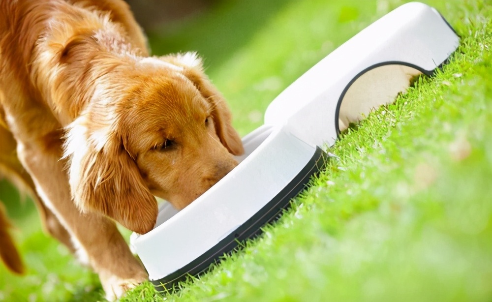 金毛挑食怎么办,金毛挑食的处理方法
