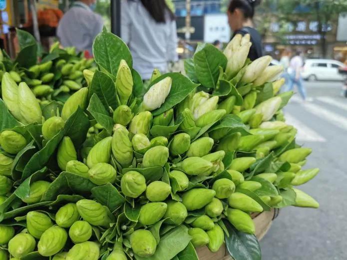 栀子花鲜花花期多久,栀子花怎么花期更久