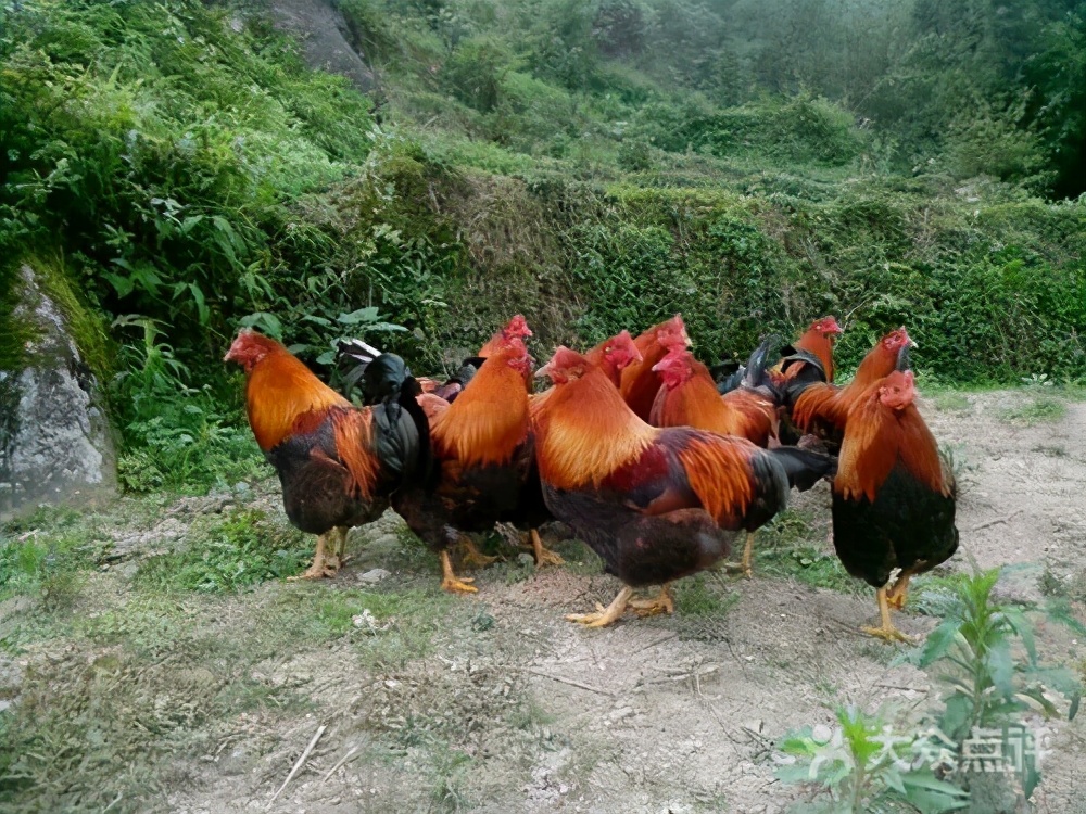 鸡大肝大脾治疗方法,鸡得了肝大脾大怎么治啊