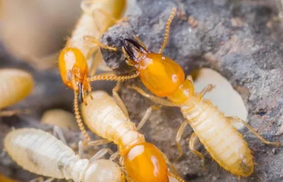 黑柄炭角菌长树上,黑柄炭角菌可食吗