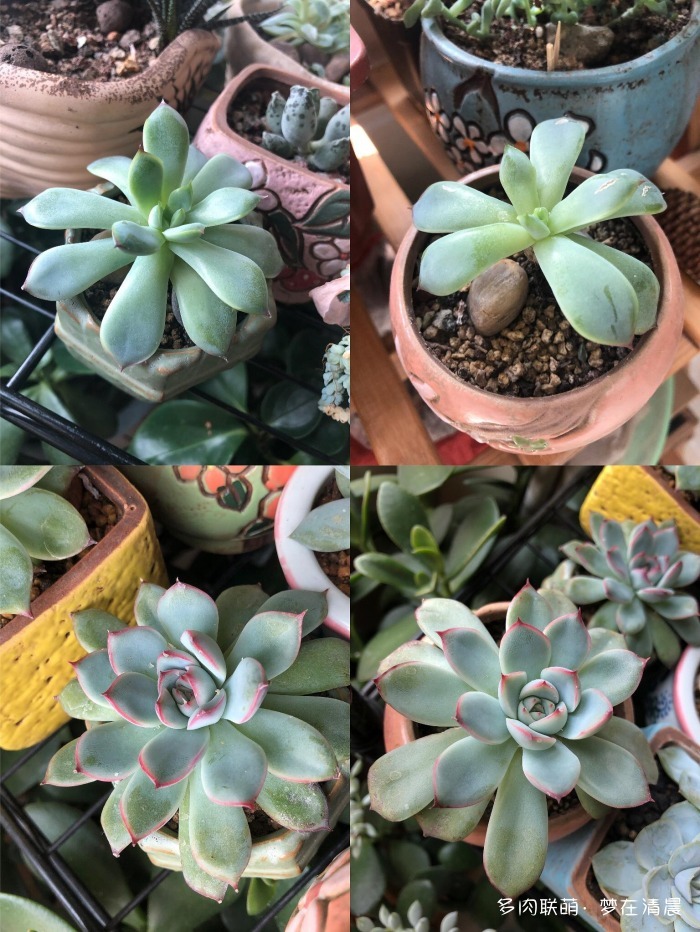 澶忚姳鏈夊摢浜涜姳,澶氳倝鏈夎姳鏈夋灉