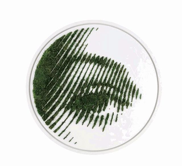 永生花苔藓植物墙,永生苔藓的价格