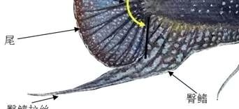 圆尾斗鱼能和泰国斗鱼杂交吗,圆尾斗鱼观赏鱼