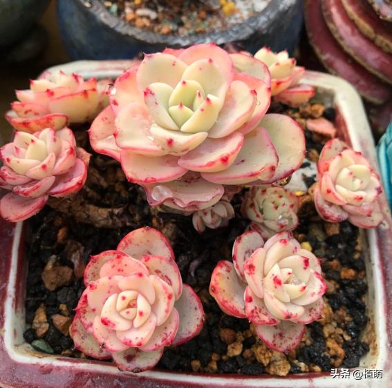 单头奶油黄桃容易爆头吗,奶油黄桃怎么养出状态