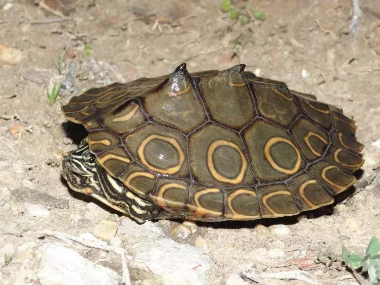 地图龟12cm成年了么,地图龟14到15厘米能生蛋吗