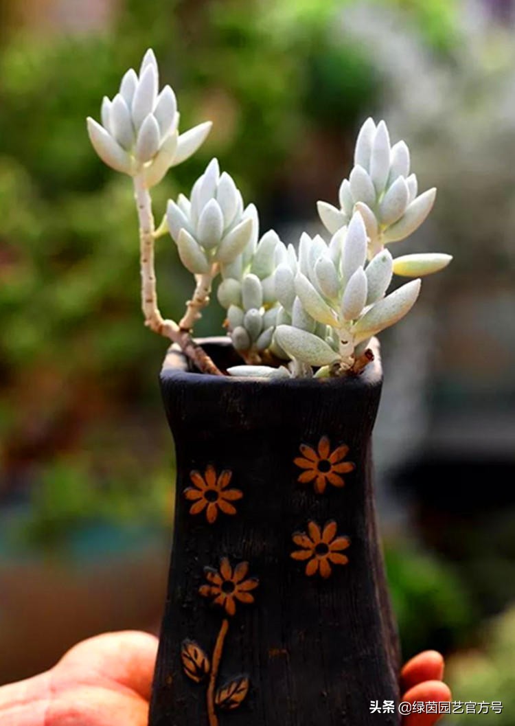 为什么我的肉肉总是徒长,肉肉越来越瘦是怎么回事