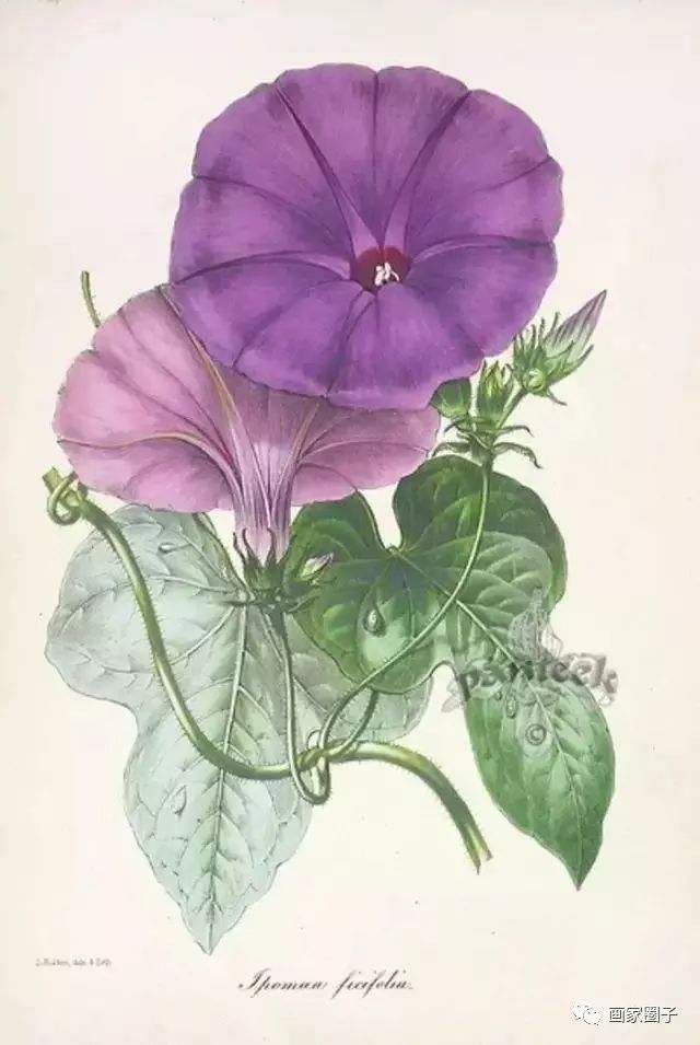 100种漂亮花卉图片,100张漂亮花图