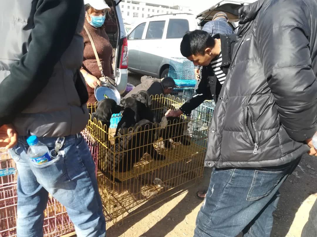 拉布拉多小狗狗市场有卖吗,狗市能买到纯拉布拉多吗