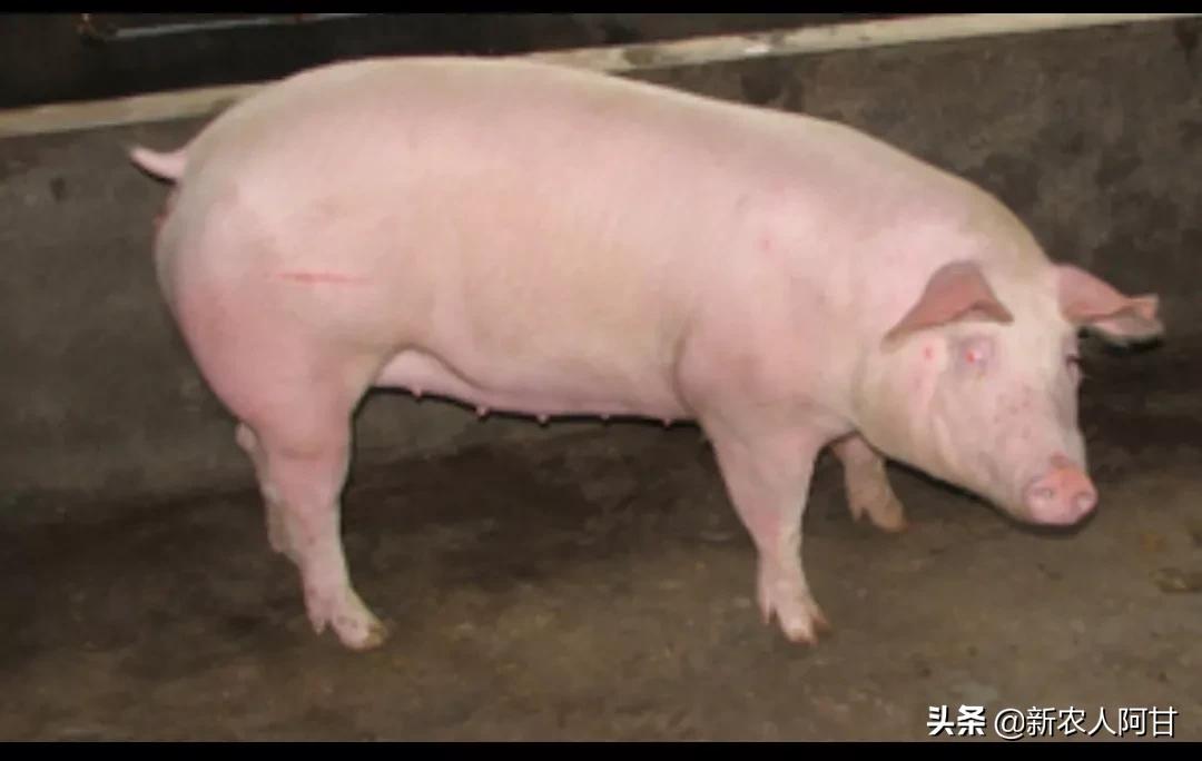养猪人要注意公猪和母猪,二元母猪与三元母猪外貌特征