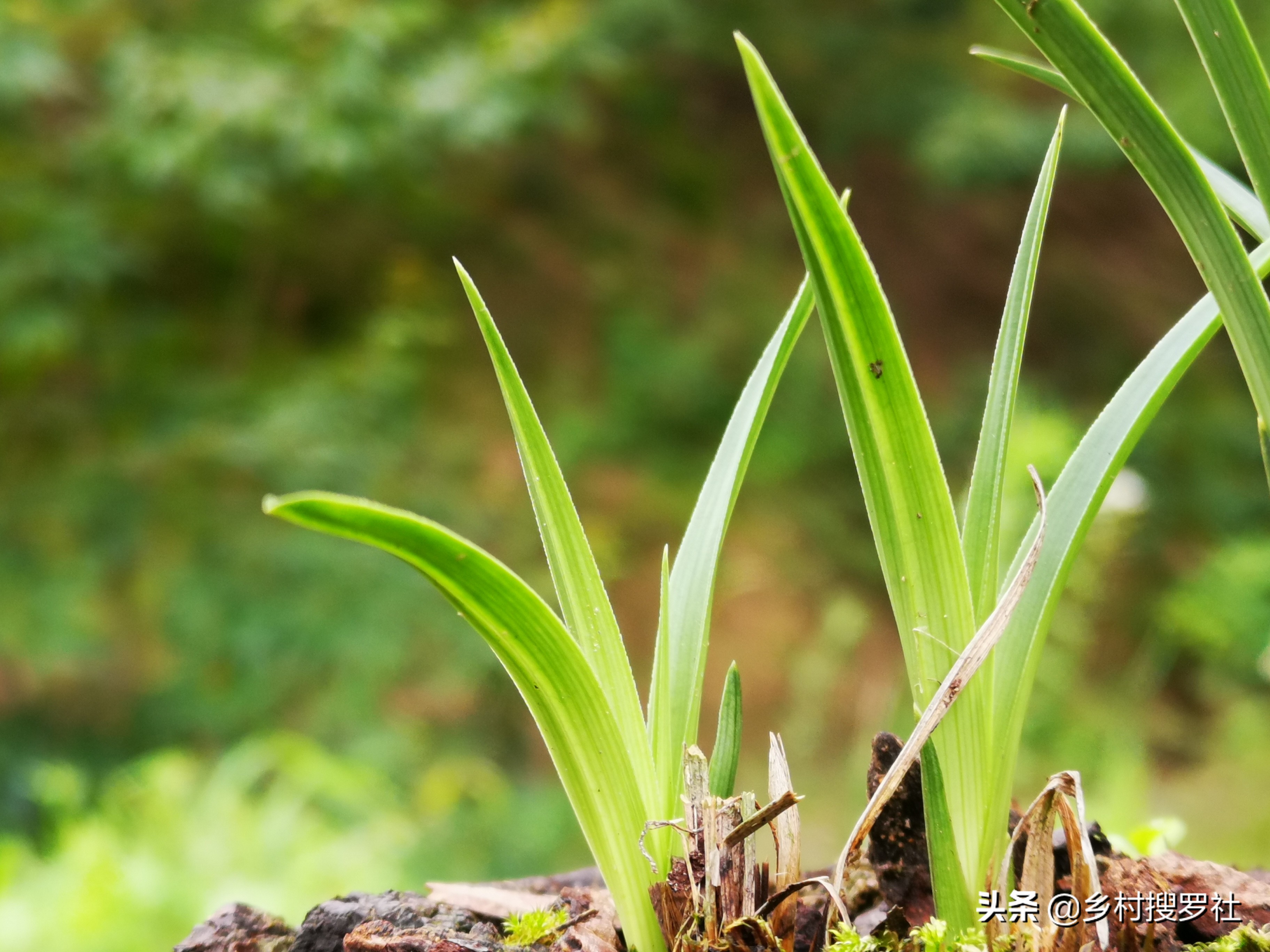 兰花盆里长蘑菇了是怎么回事,兰花盆里长的小虫子怎么办