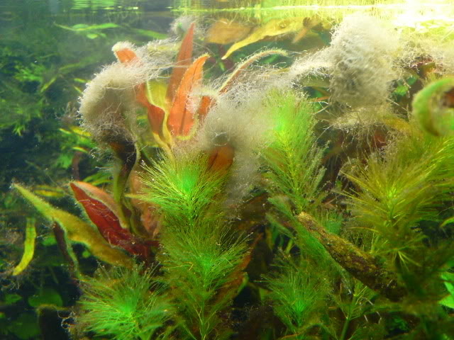 鱼缸爆缸水草怎么处理,鱼缸爆藻的最佳方法
