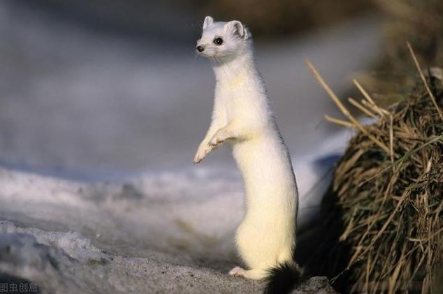 为什么黄鼠狼老一辈说不能杀,小时候奶奶常说黄鼠狼不能杀