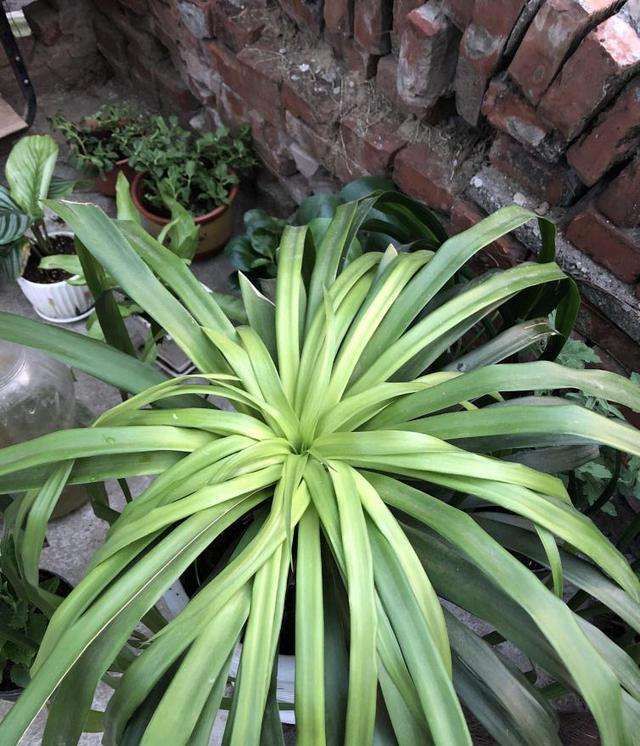 怎样能让龙血树多发杈,怎样让龙血树长侧枝