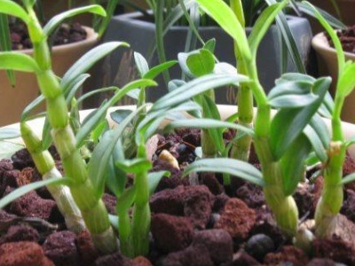 盆栽麝香石斛,金钗石斛盆栽