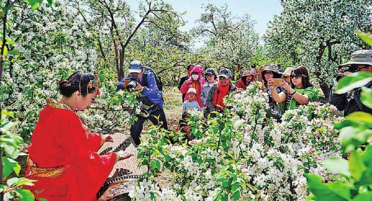 家乡的海棠花300字作文,家乡的海棠完整版原唱