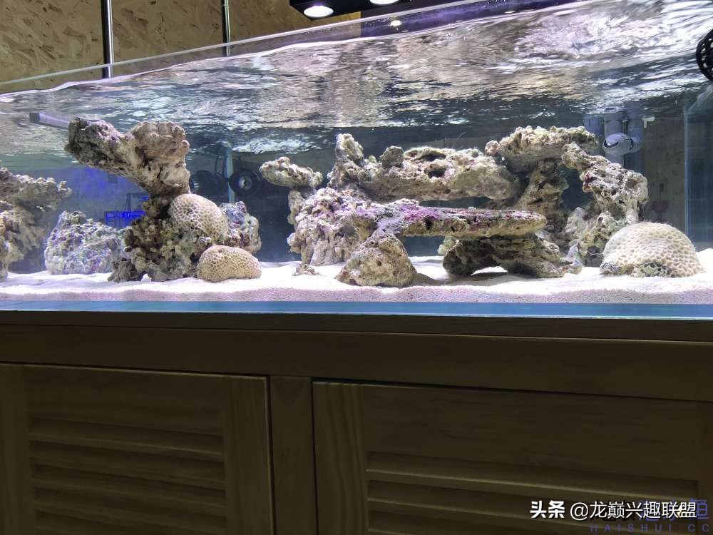 从零开始玩海缸的方法,从零开始玩海缸全过程