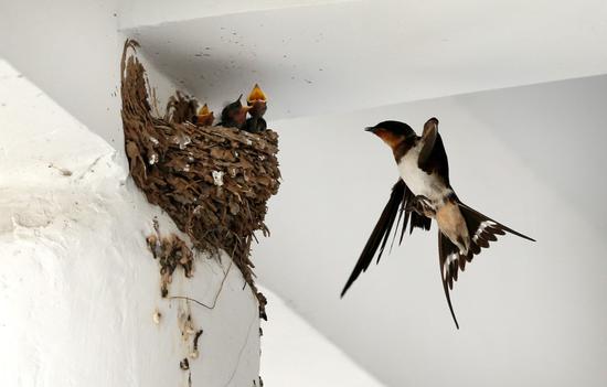 为什么外国人说燕窝没有用,被中国人吹上天的燕窝