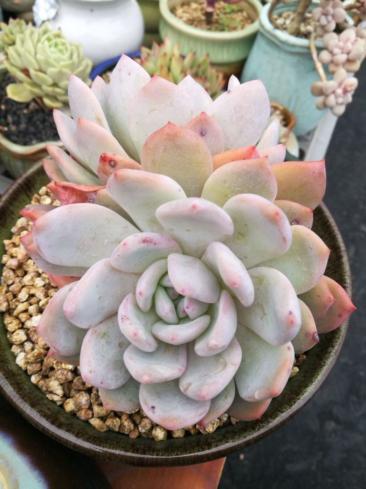 误打误撞的多肉情缘,带我走进多肉小世界!