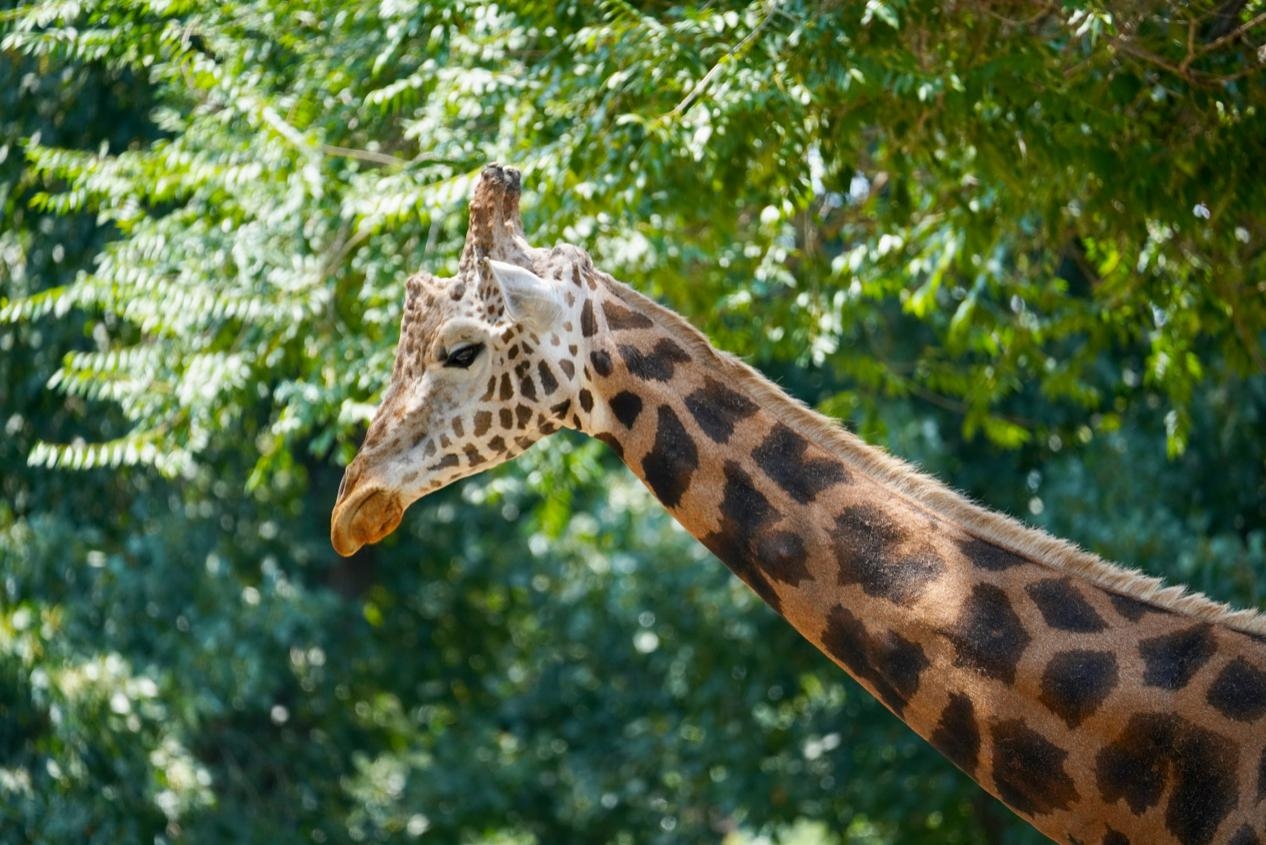 无反全能镜头,适马400mmf5.6测评