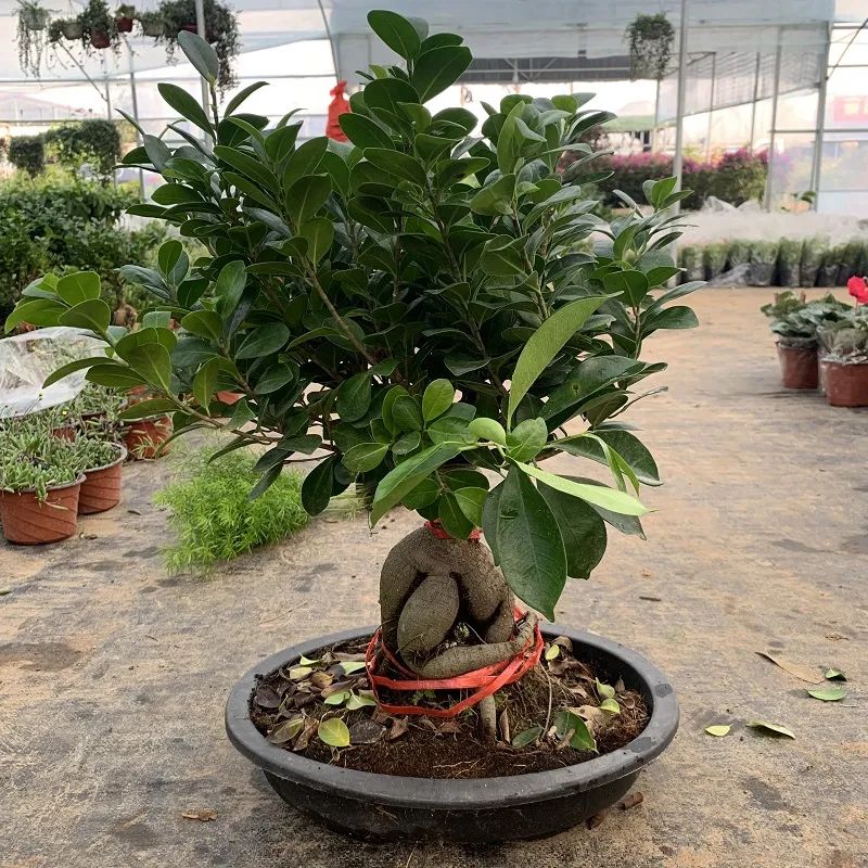 榕树大叶榕,高山榕大叶榕树怎么养殖