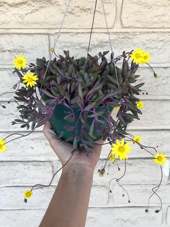 不需要晒太阳的小型多肉植物,多肉植物散射光