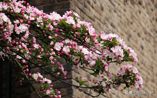 海棠花叫断肠花的故事,海棠花又名断肠花有毒吗