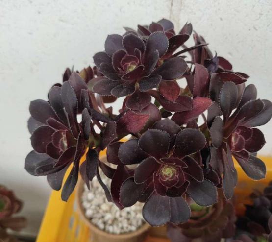 黑法师砍头后侧芽都开花了,黑法师太高了如何砍头