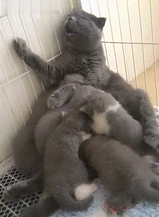 超可爱动物吃播治愈70万人，仓鼠、小熊猫、鹦鹉萌翻全网