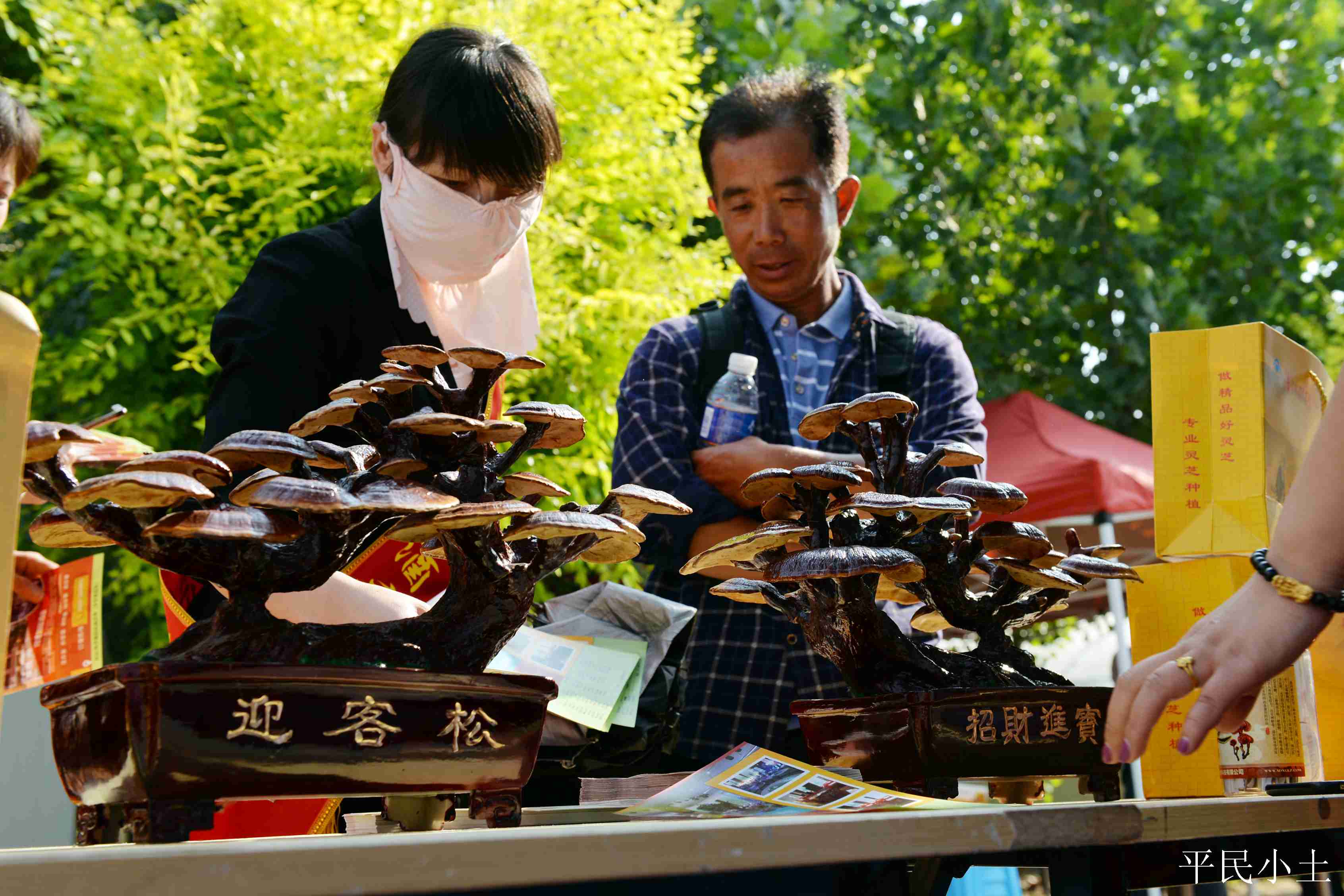 山东聊城灵芝盆景 (山东聊城盆景灵芝)